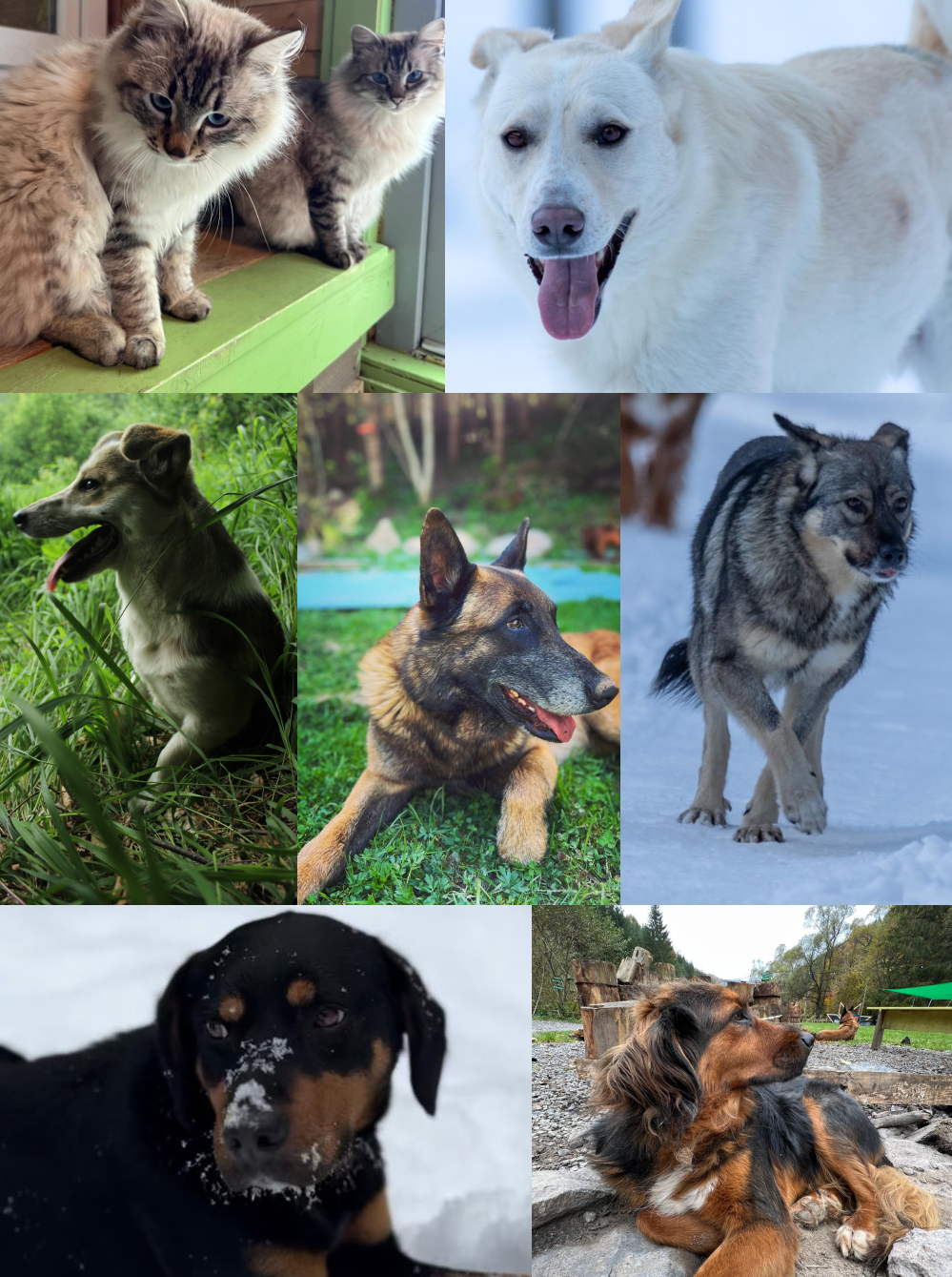 Cocos & Mooncake, Blecky, Squishy, Thor, Mihaela, Patrocle, Kira